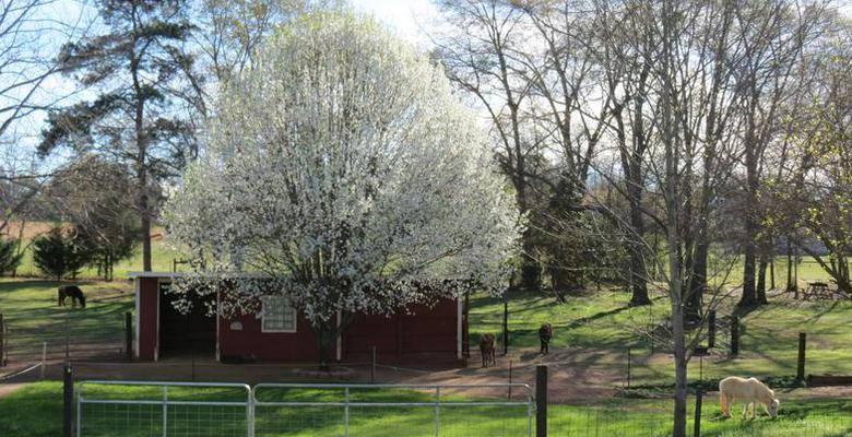 Spring at Oakside Acres - Home of National and World Champions